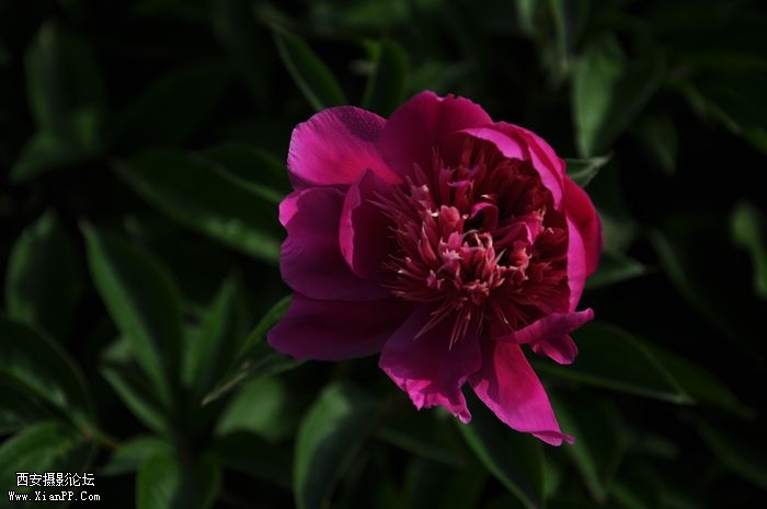 DSC_003715.jpg