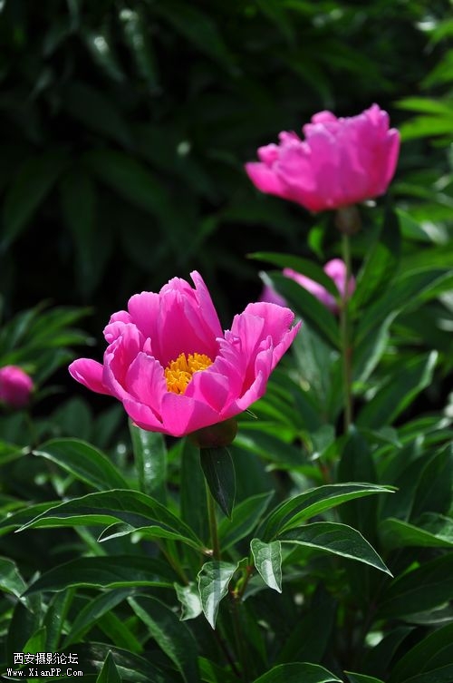 DSC_005718.jpg