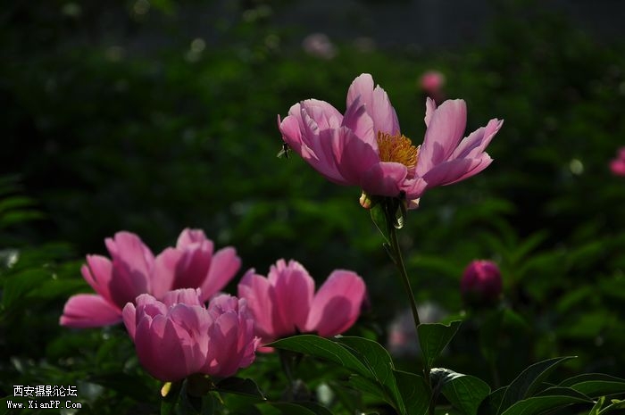 DSC_007728.jpg