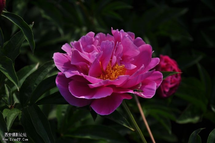 DSC_008282.jpg