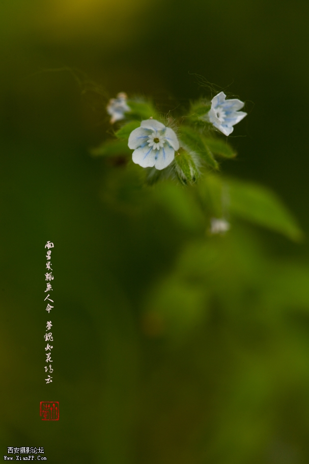 p雨星几飘丽人伞，梦魂如花隔云端。副本.jpg