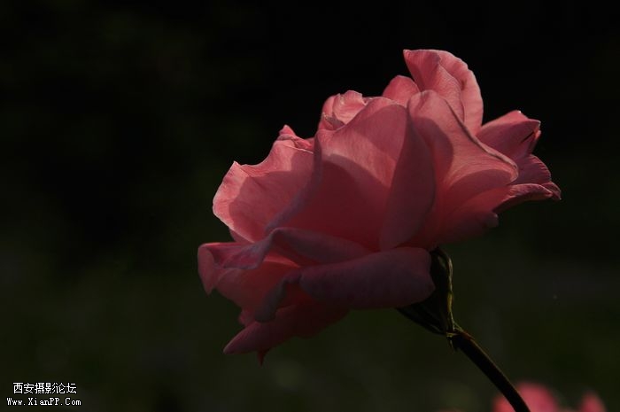 DSC_0161.jpg