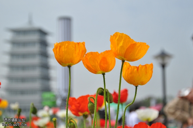 花.jpg