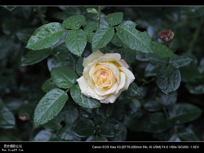 20110521雨后的花朵0834_副本.jpg