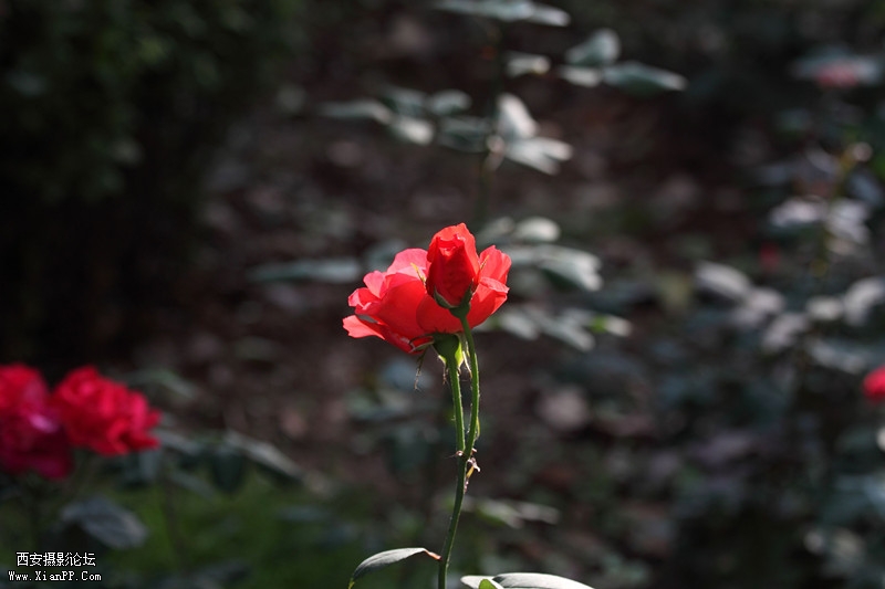 201105250849_副本.jpg