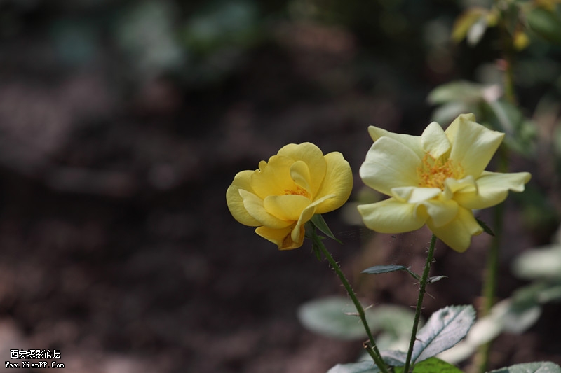 201105250856_副本.jpg