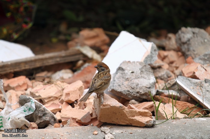 201105281429_调整大小.JPG