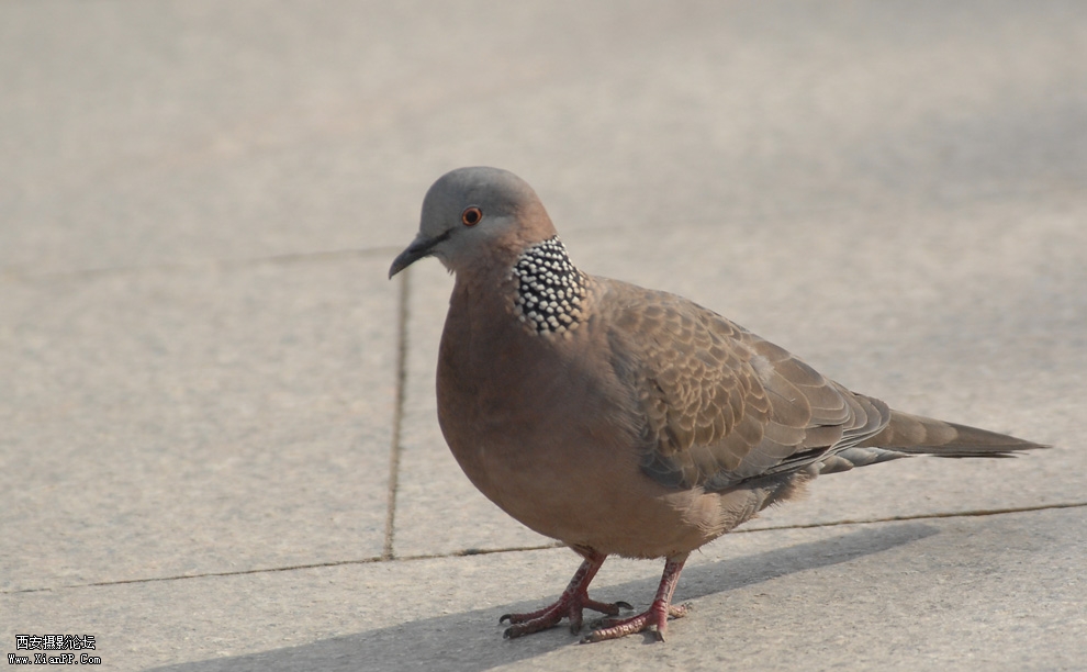 DSC_0034.JPG