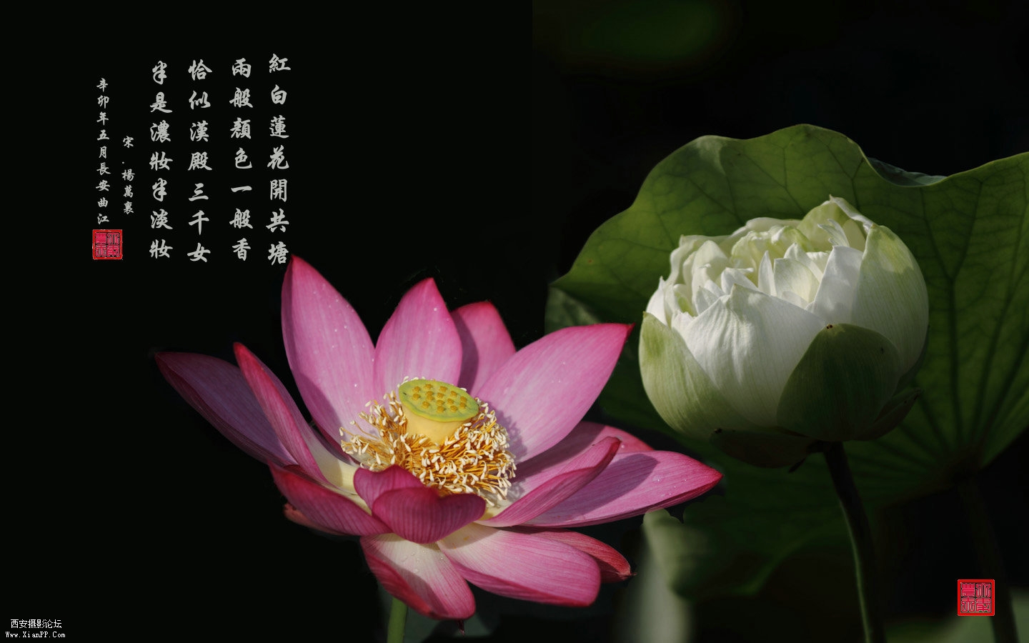 荷花4.jpg