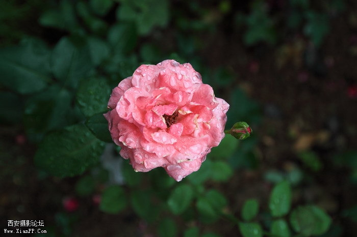 201106081975_调整大小.JPG