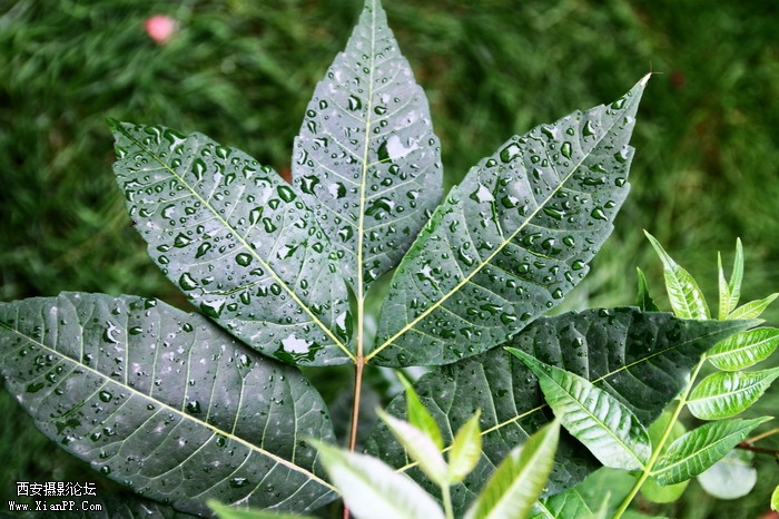 201106081978_调整大小.JPG