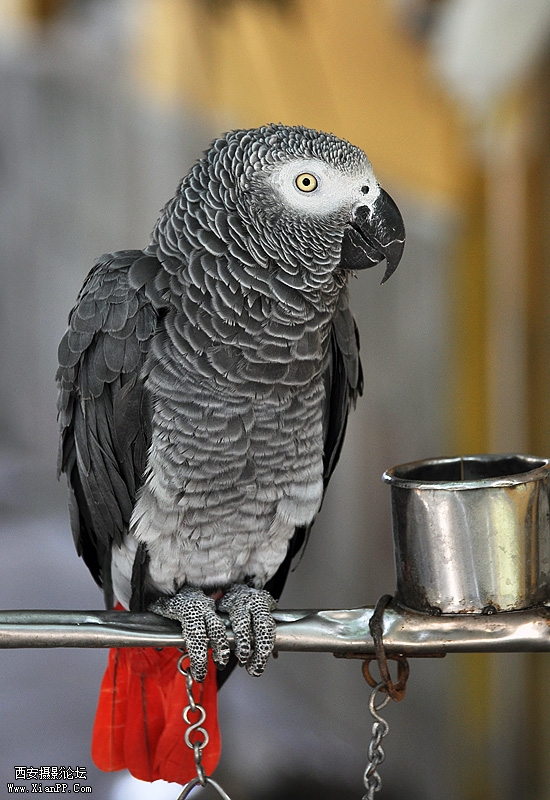 DSC_1010.jpg