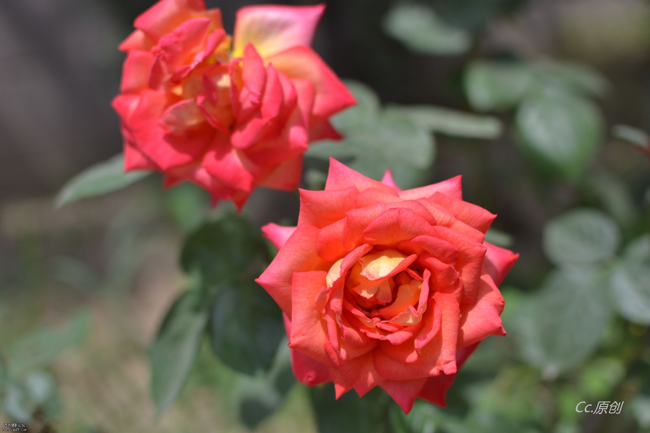DSC_0176.jpg
