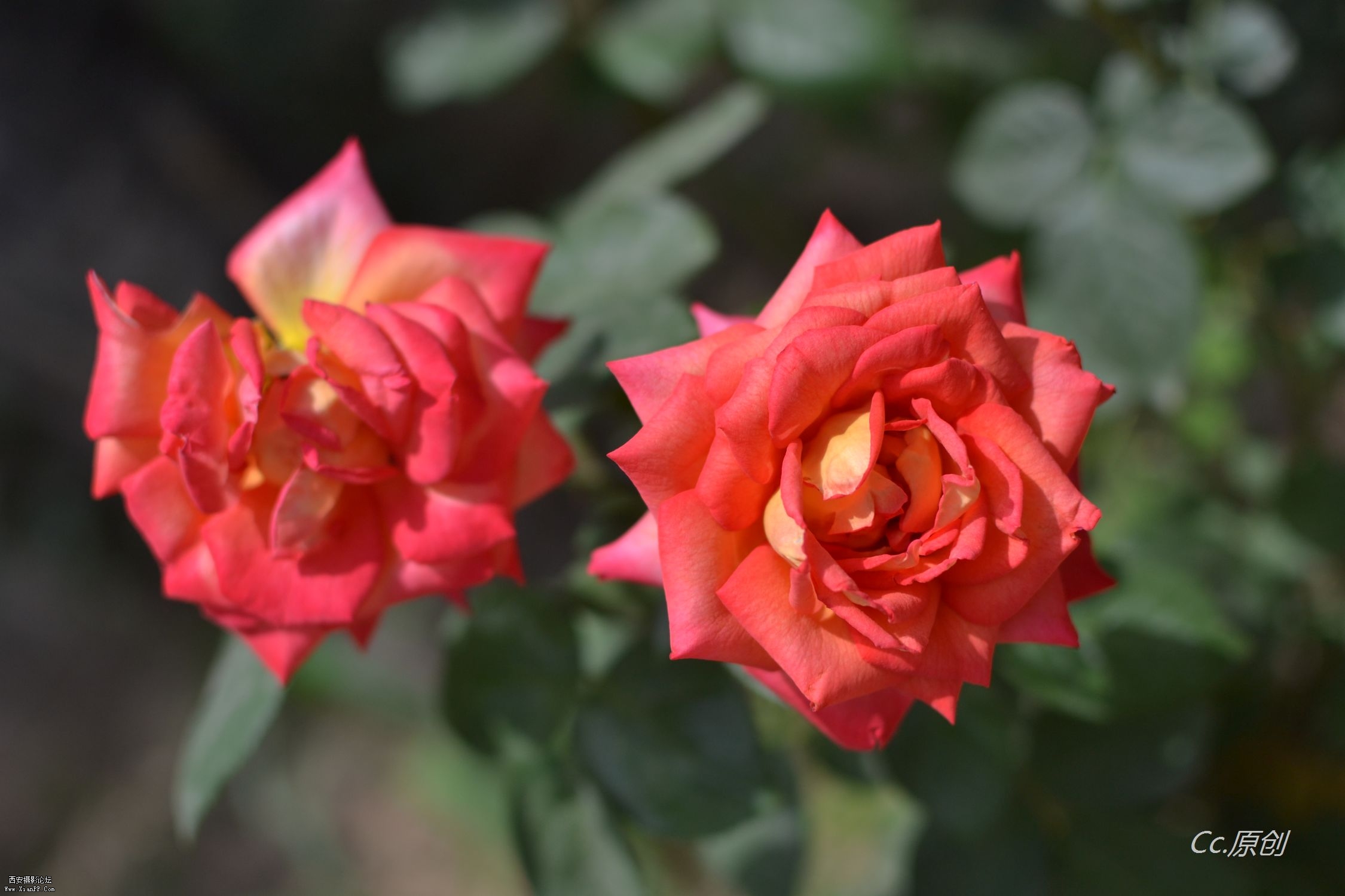 DSC_0178.jpg
