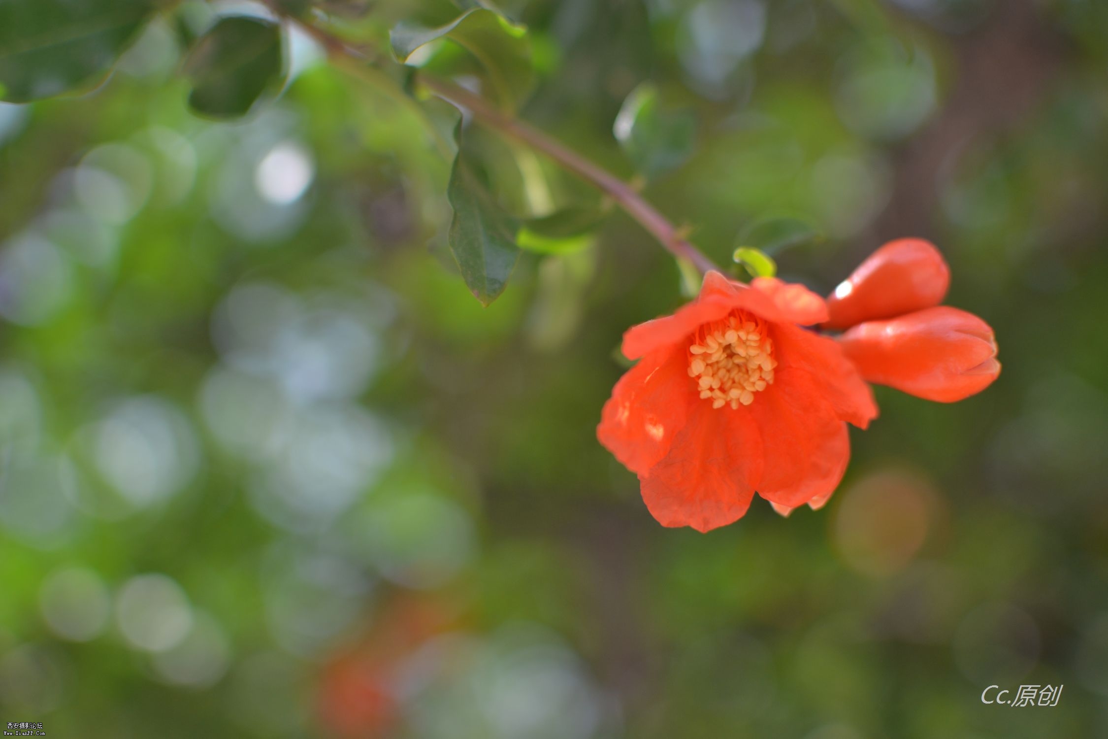 DSC_0194.jpg