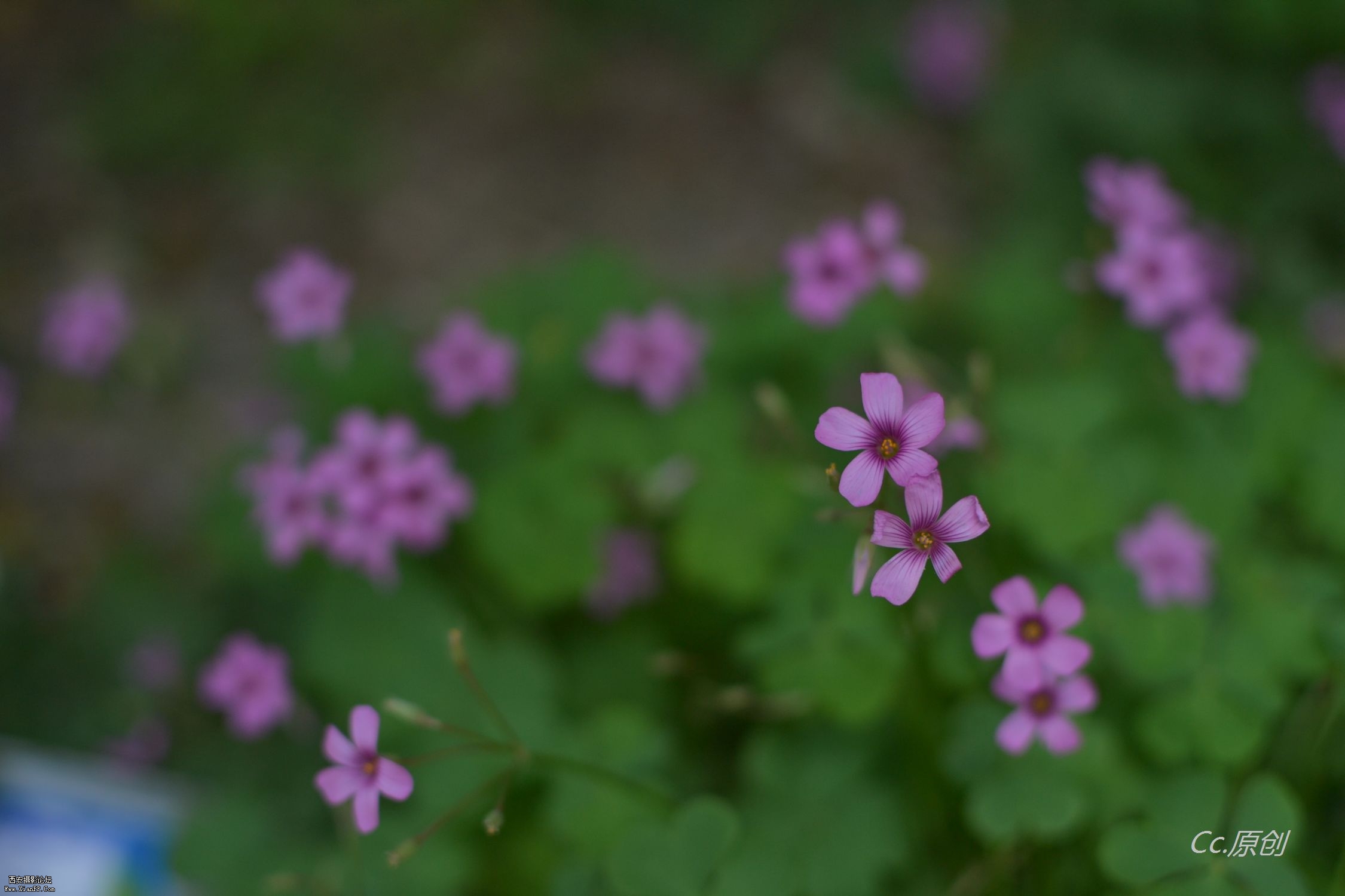 DSC_0219.jpg