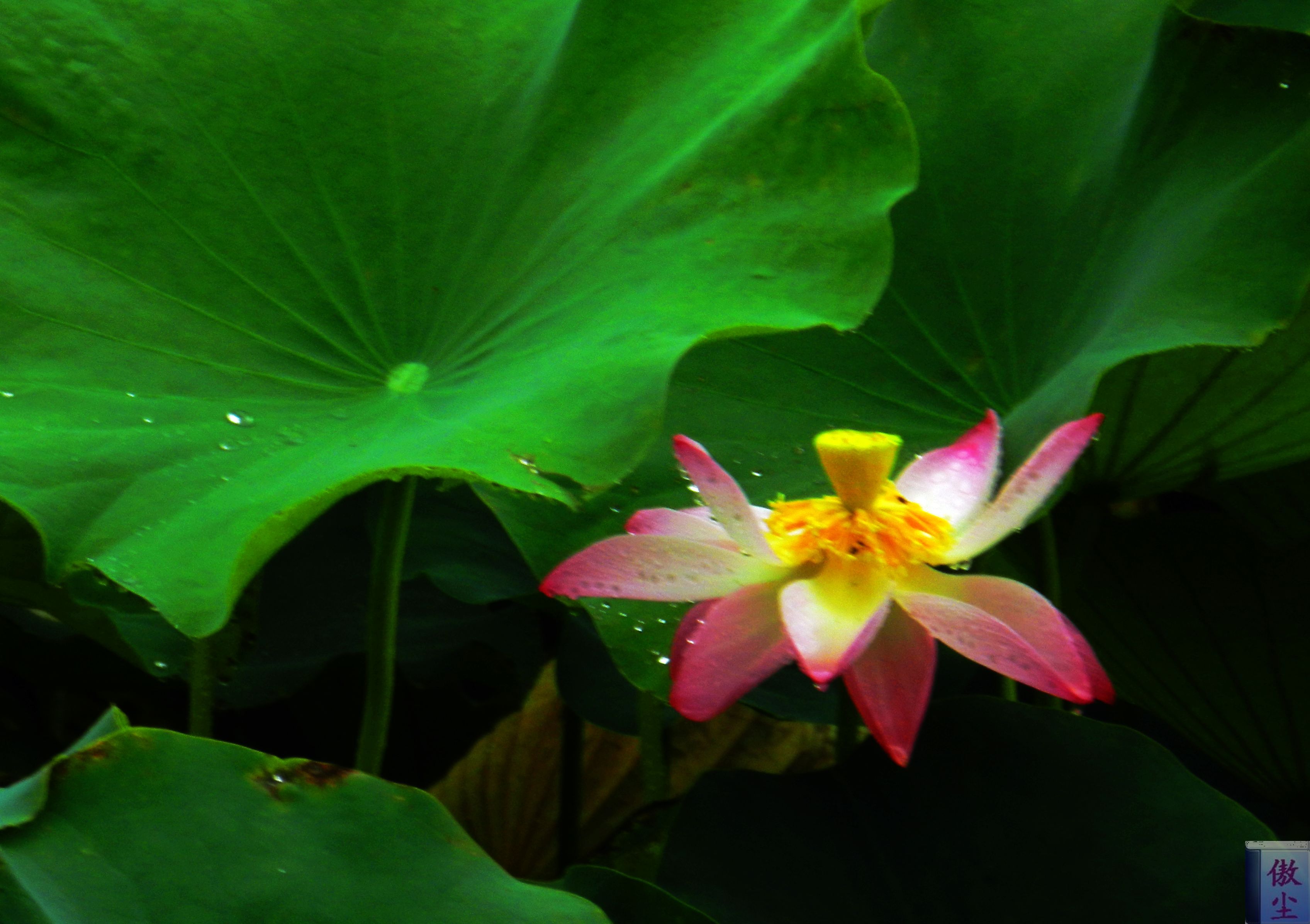 DSCN0958.JPG