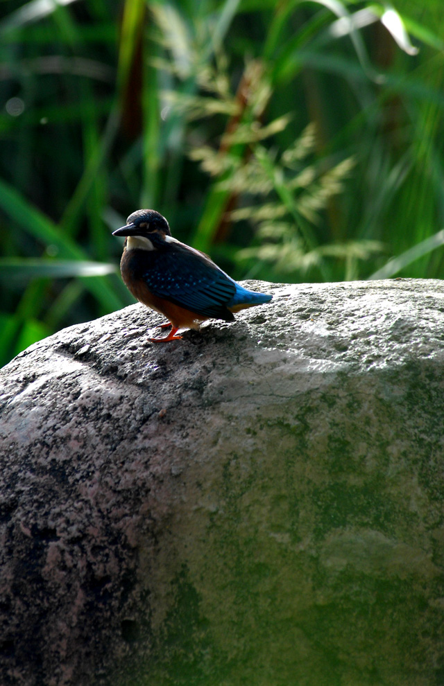 DSC_0033.JPG