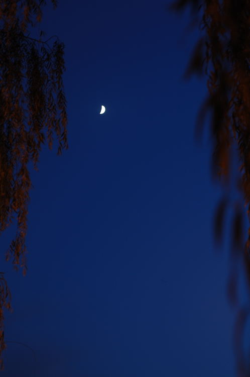 DSC_0177.jpg