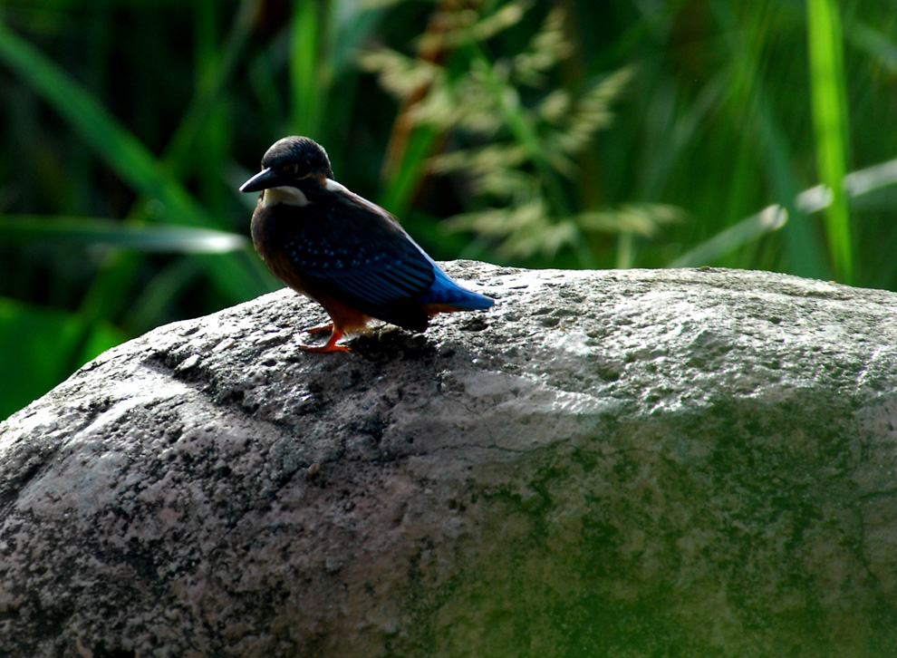 DSC_0029.JPG