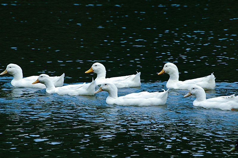 DSC_7992.JPG