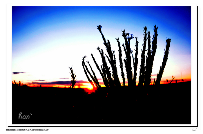 DSC_6693x.jpg