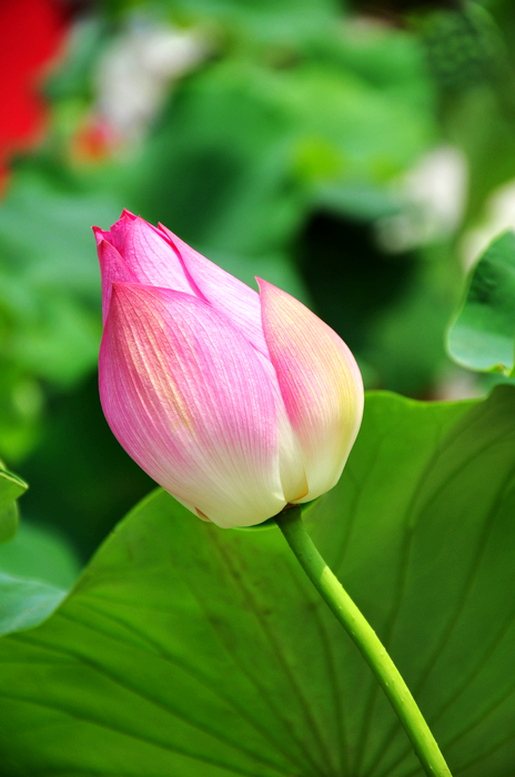 nEO_IMG_DSC_0059.jpg