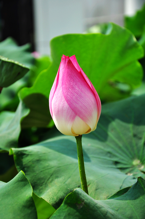 nEO_IMG_DSC_0060.jpg
