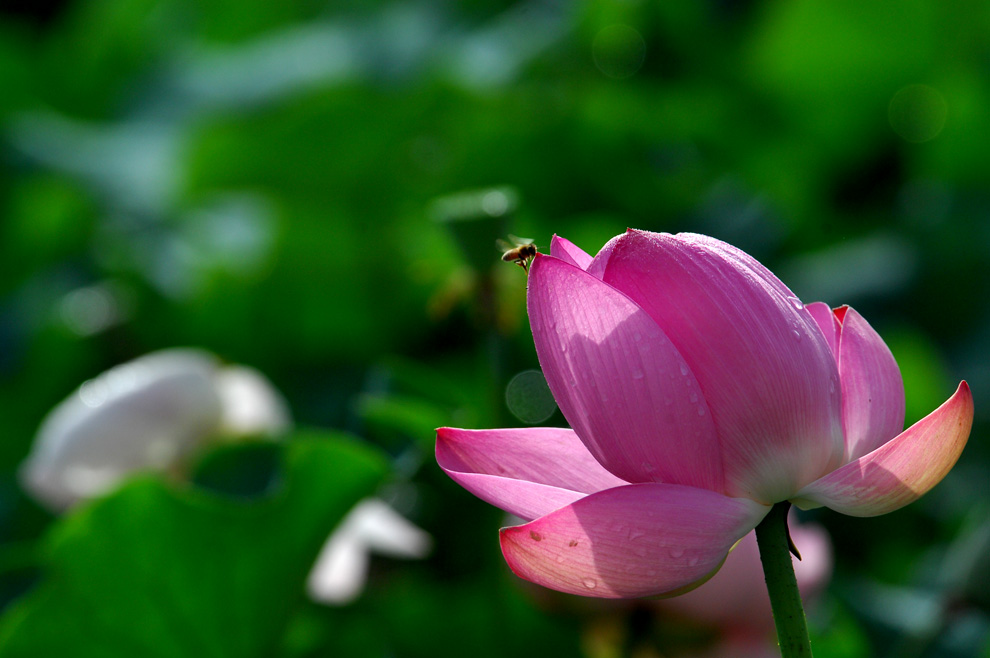 DSC_0015.JPG