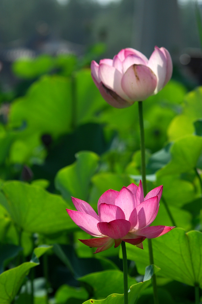 DSC_0132.JPG