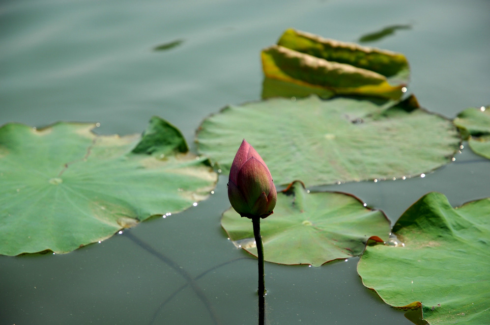 DSC_0152.JPG