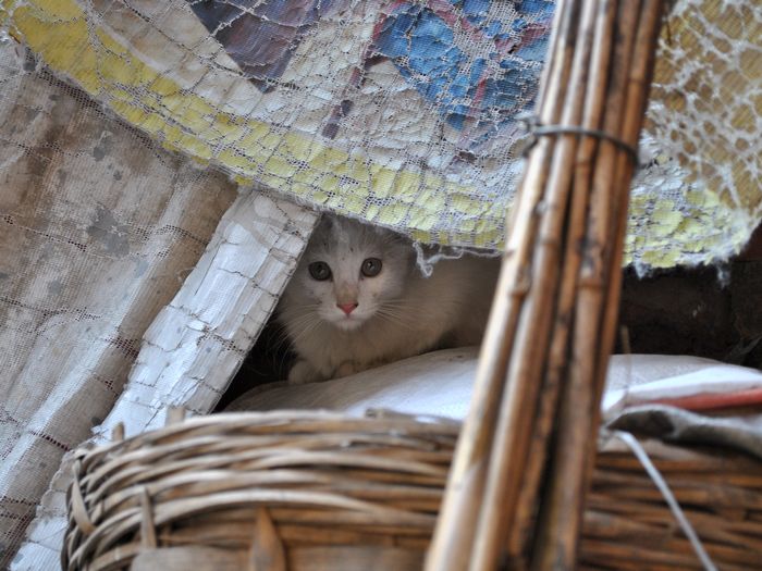 DSC_0154.jpg