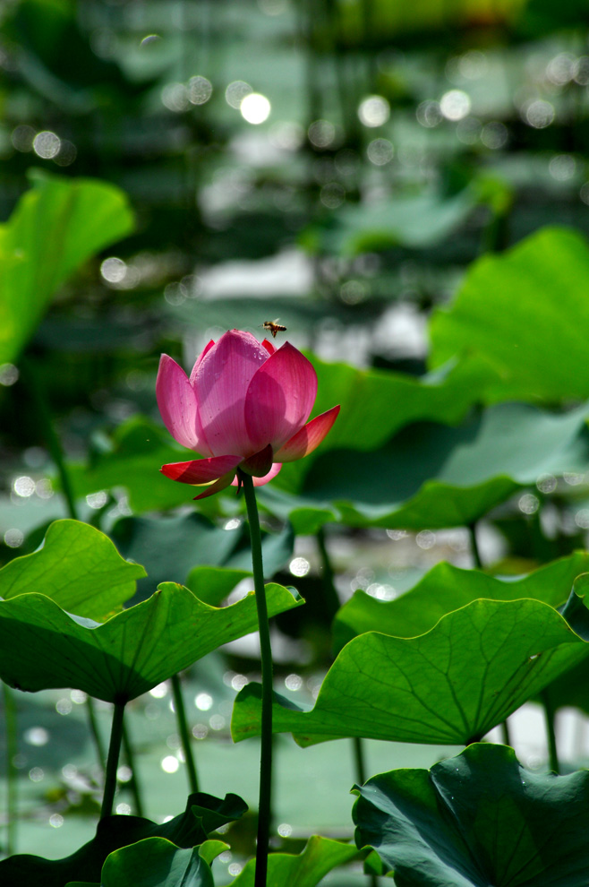 DSC_0068.JPG