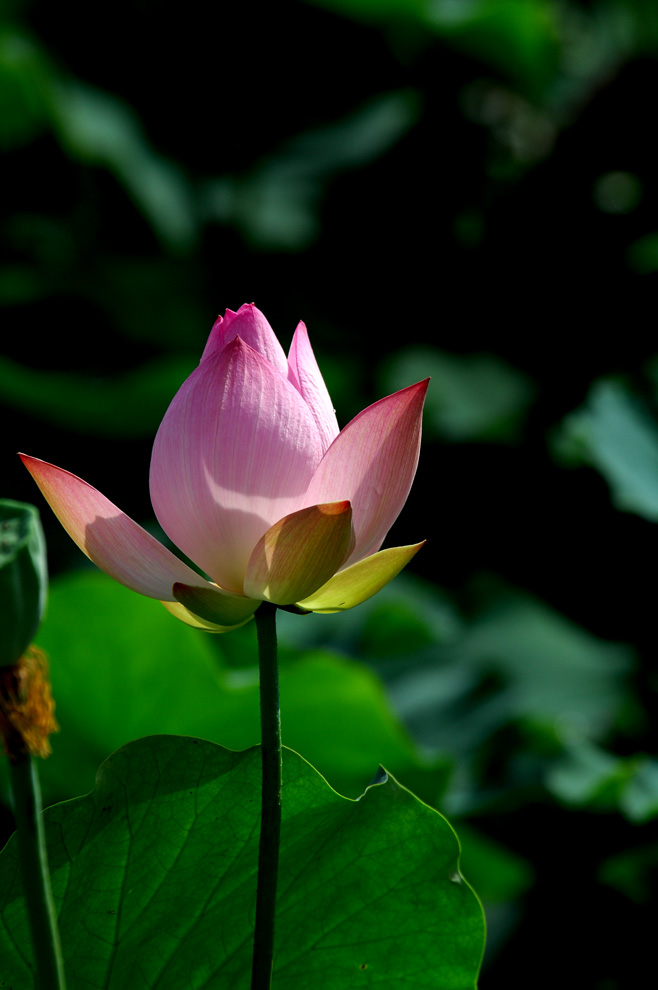 DSC_0082.JPG