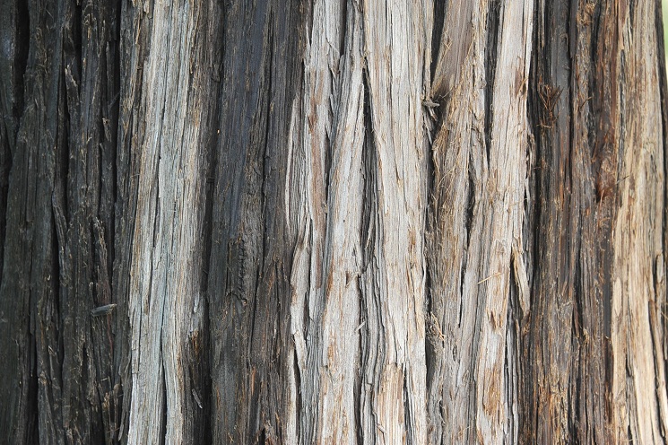 DSC_2518.JPG