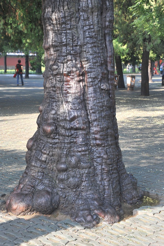 DSC_2529.JPG