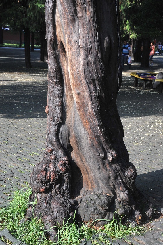DSC_2530.JPG