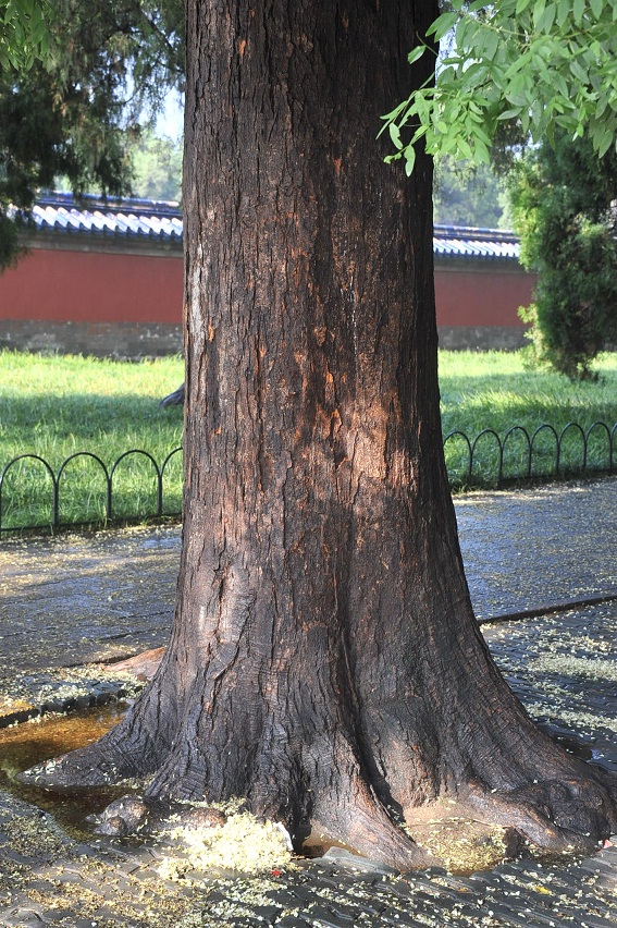 DSC_2532.JPG