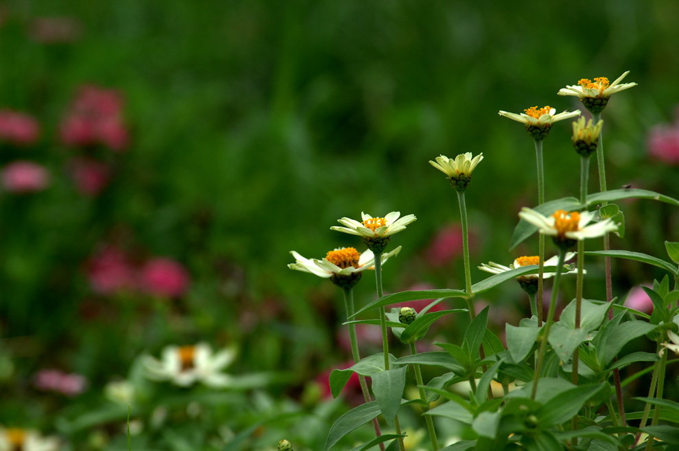 DSC_0051.JPG