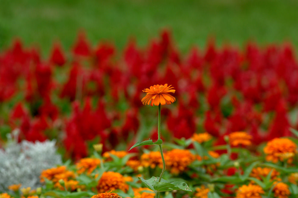 DSC_0117.JPG