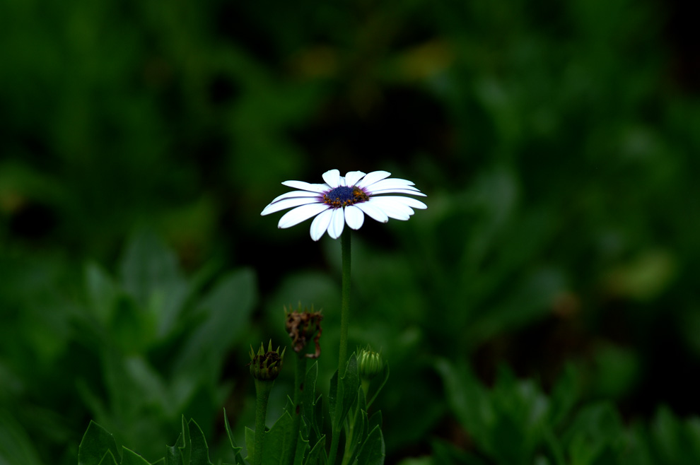 DSC_0116.JPG