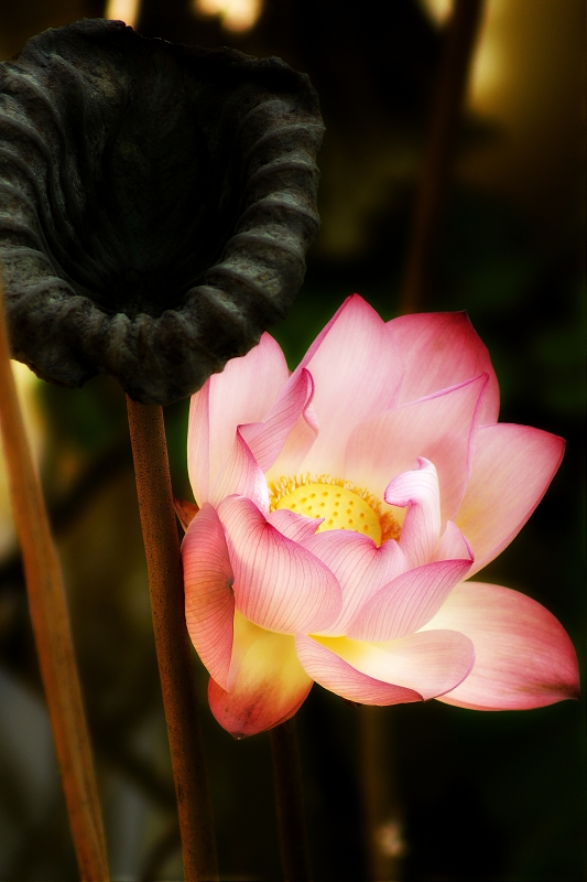 DSC02653-black.jpg