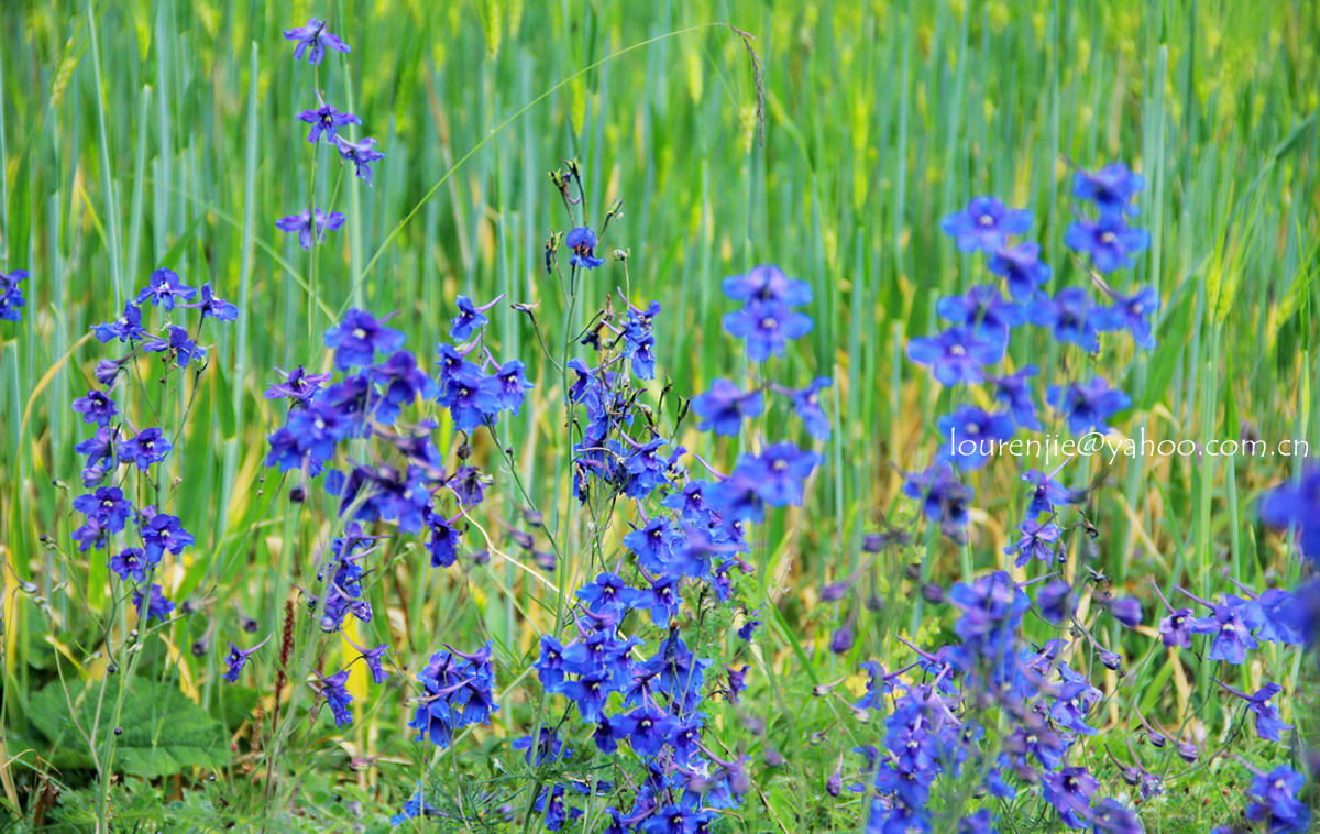 IMG_8168_副本.jpg