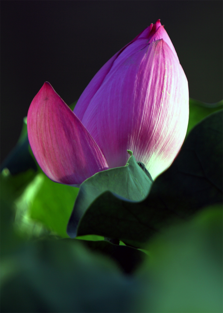 3,“羞羞答答含而不露”大荔县财政局李世居摄影.jpg