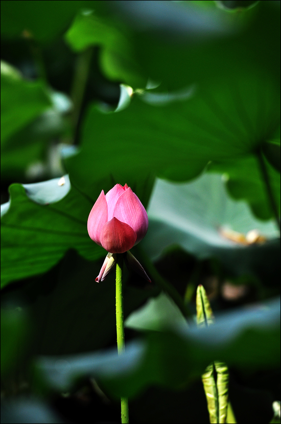 DSC_0049.jpg
