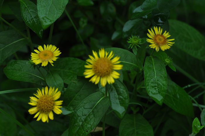DSC_027915.jpg