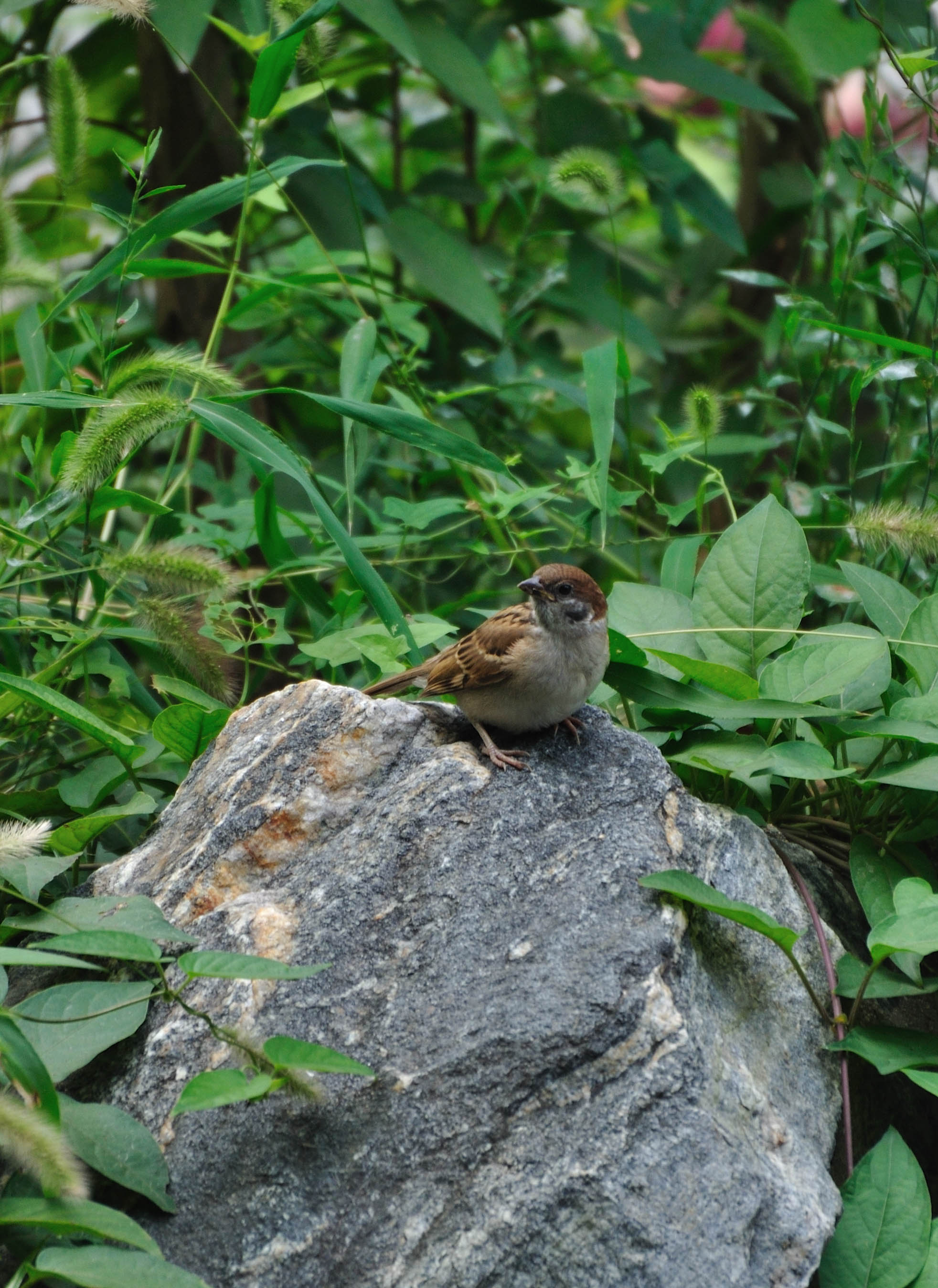 20110828_113057_.JPG