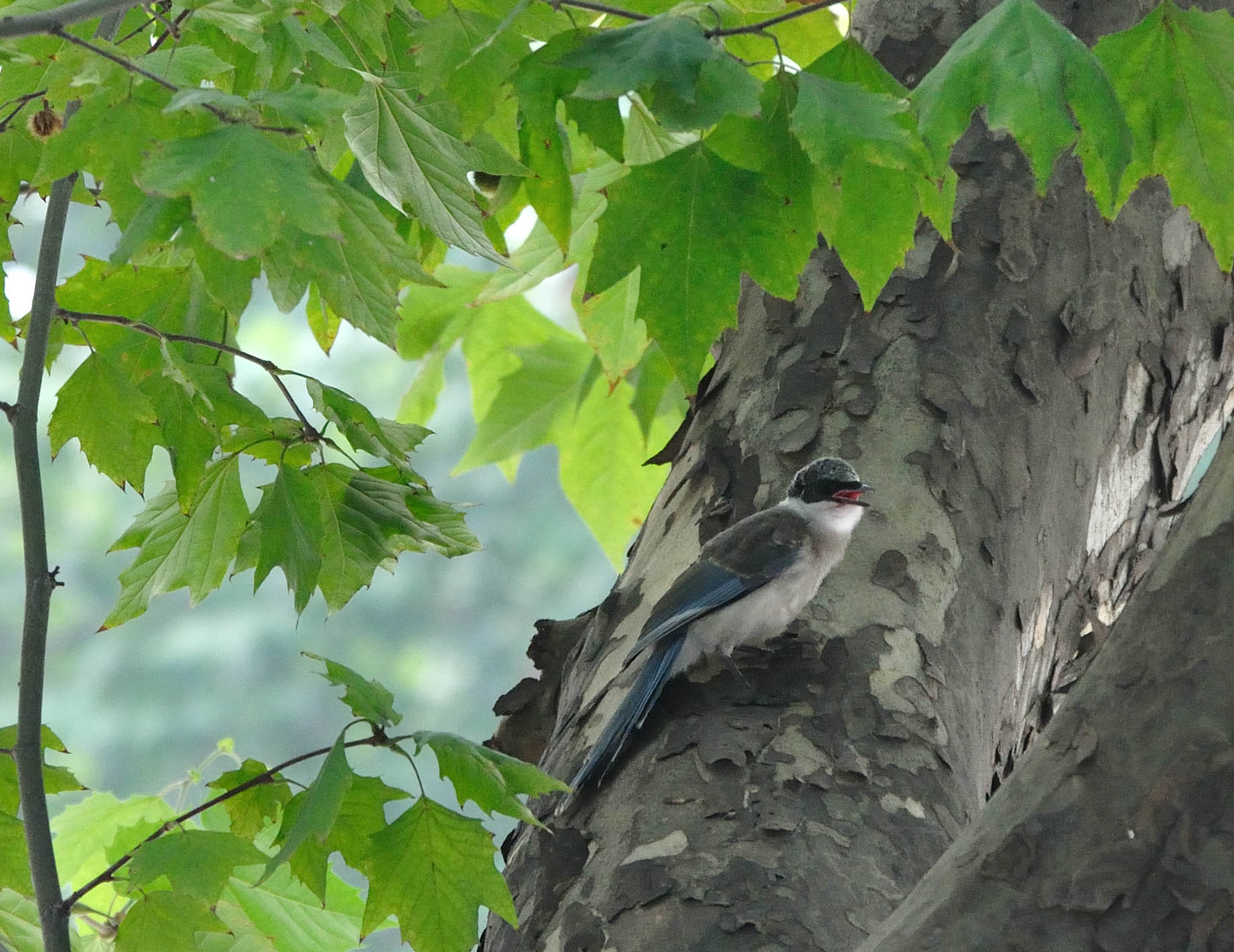 20110828_114711_.JPG