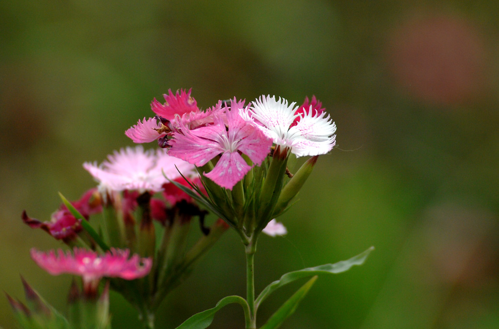 DSC_0113.JPG