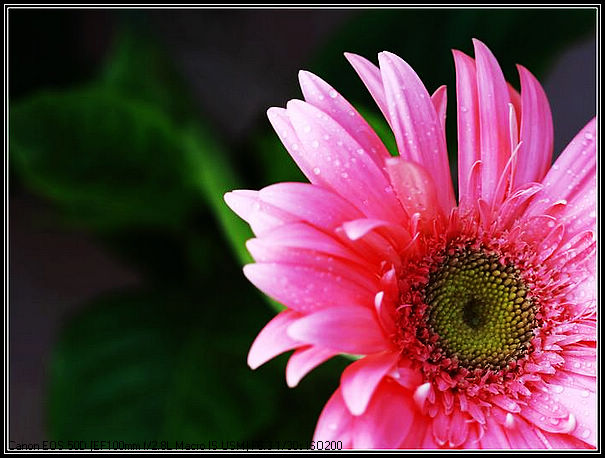 DPP菊花JPE0017.jpg